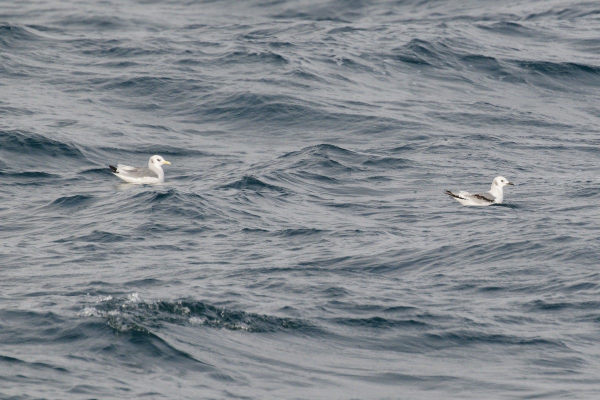 Гурван хуруут цахлай - ML646664142