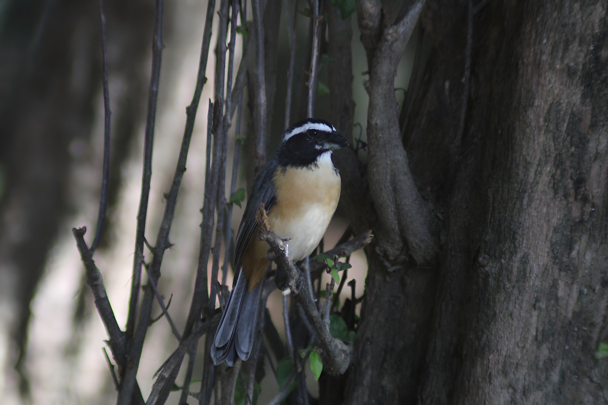 Orinocan Saltator - ML646664143