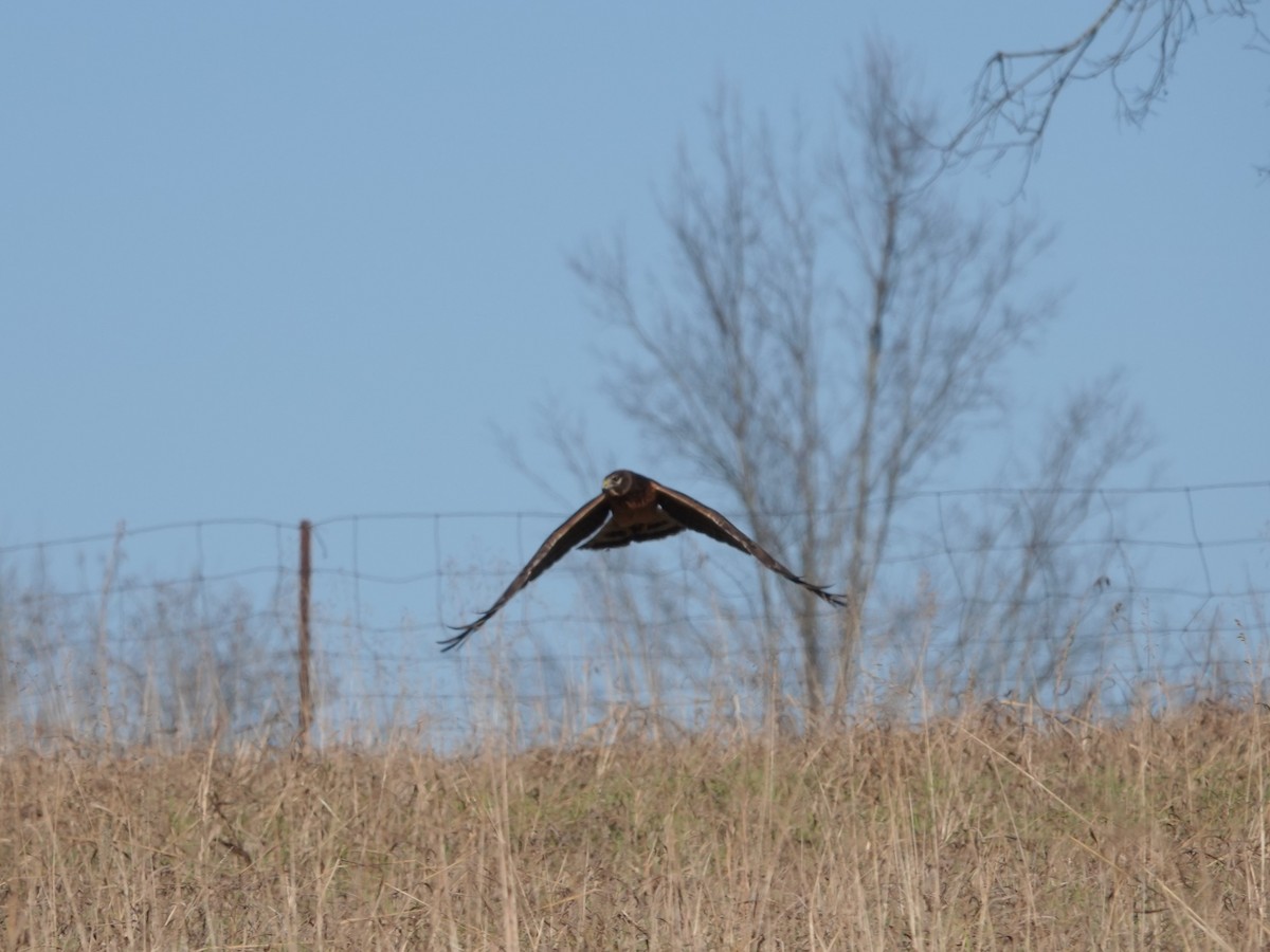 Northern Harrier - ML646664144