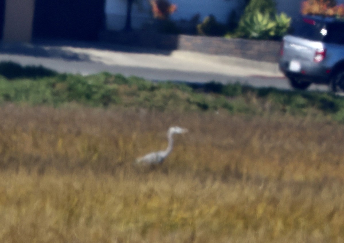 Great Blue Heron - ML646664145