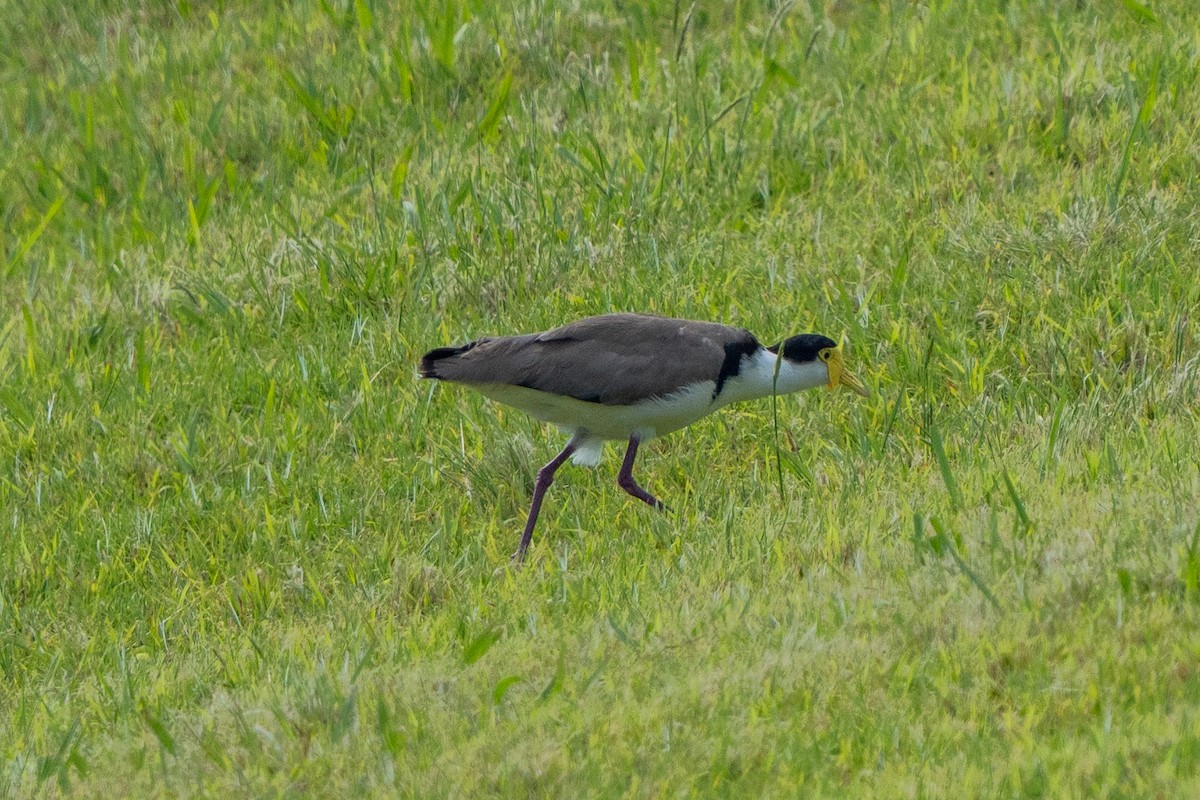 čejka australská - ML646664146