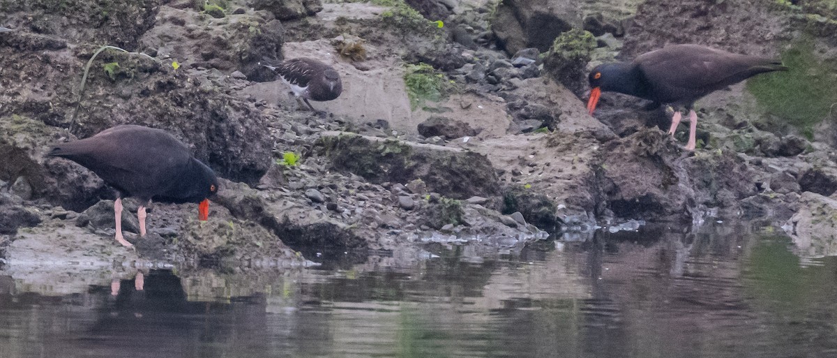 Black Oystercatcher - ML646664147