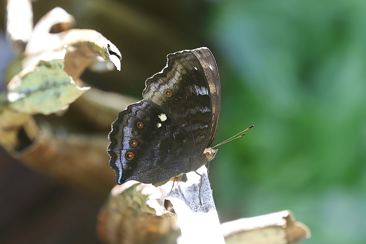 Brown Pansy - ML646664148
