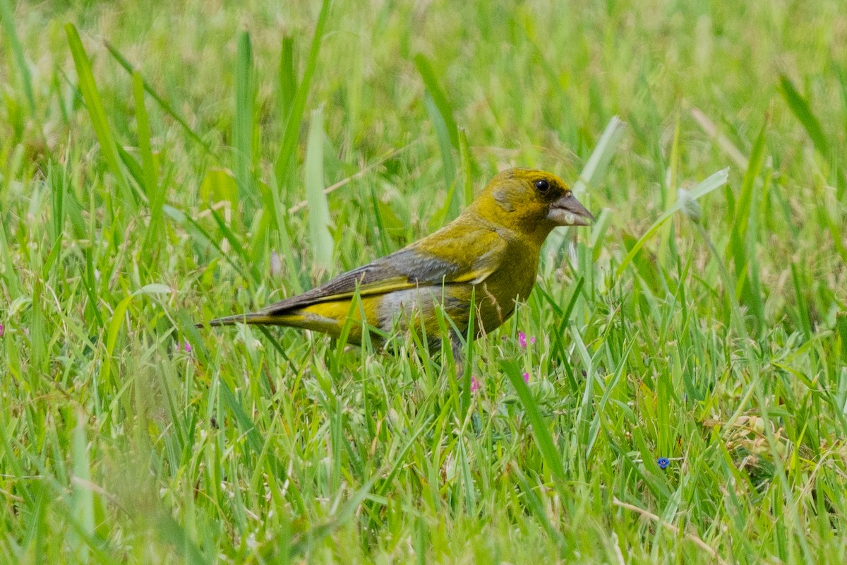 European Greenfinch - ML646664149