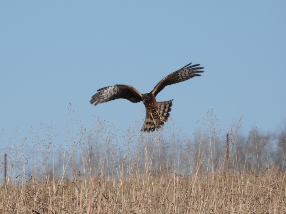 Northern Harrier - ML646664150