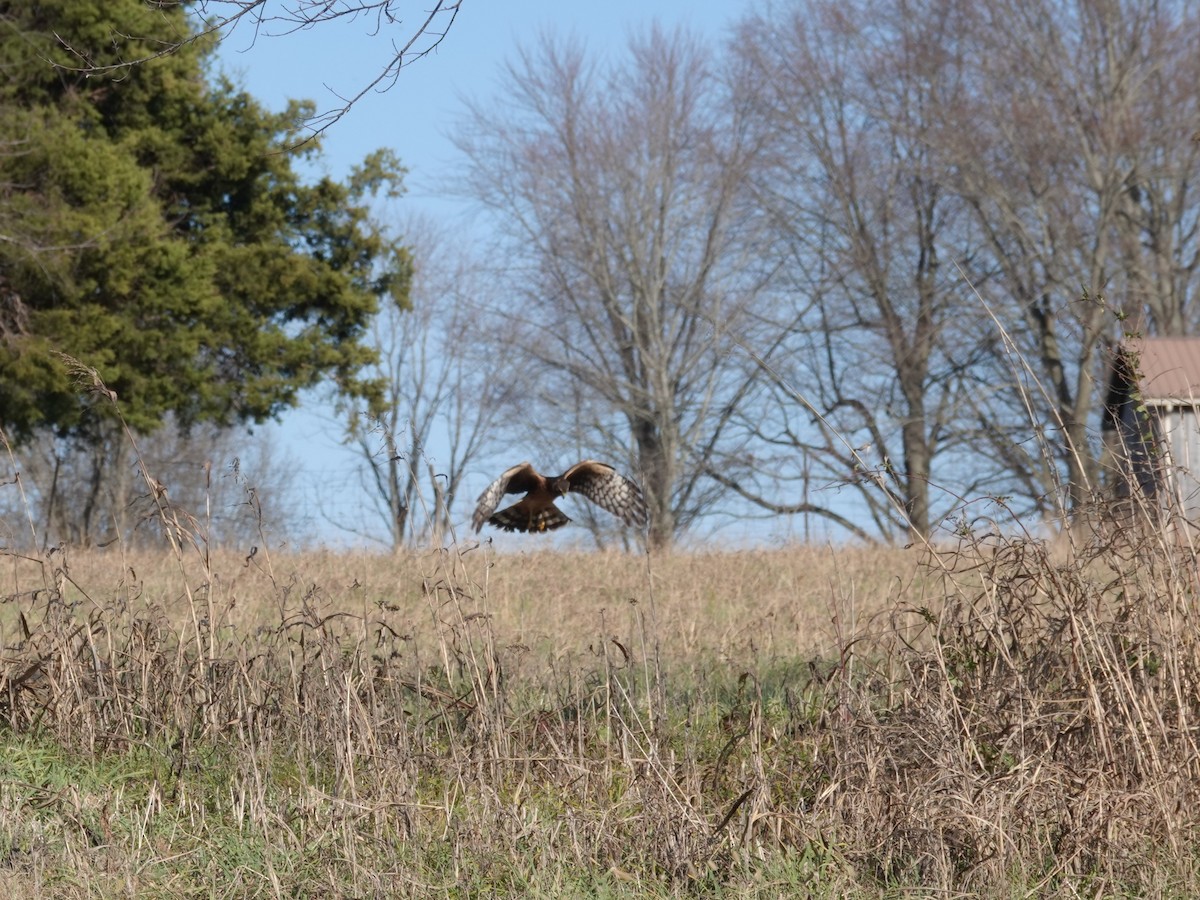 Northern Harrier - ML646664151