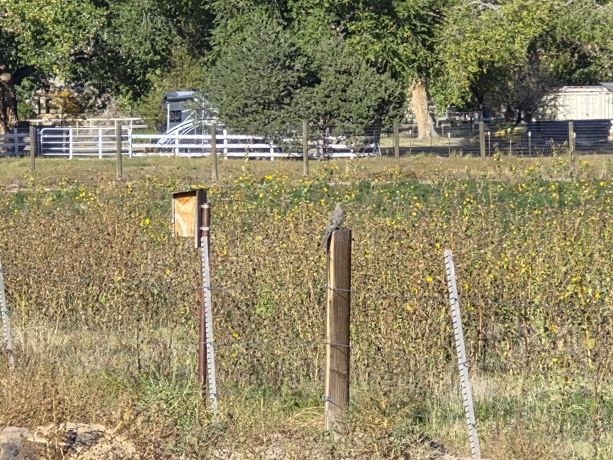 Mourning Dove - ML646664152