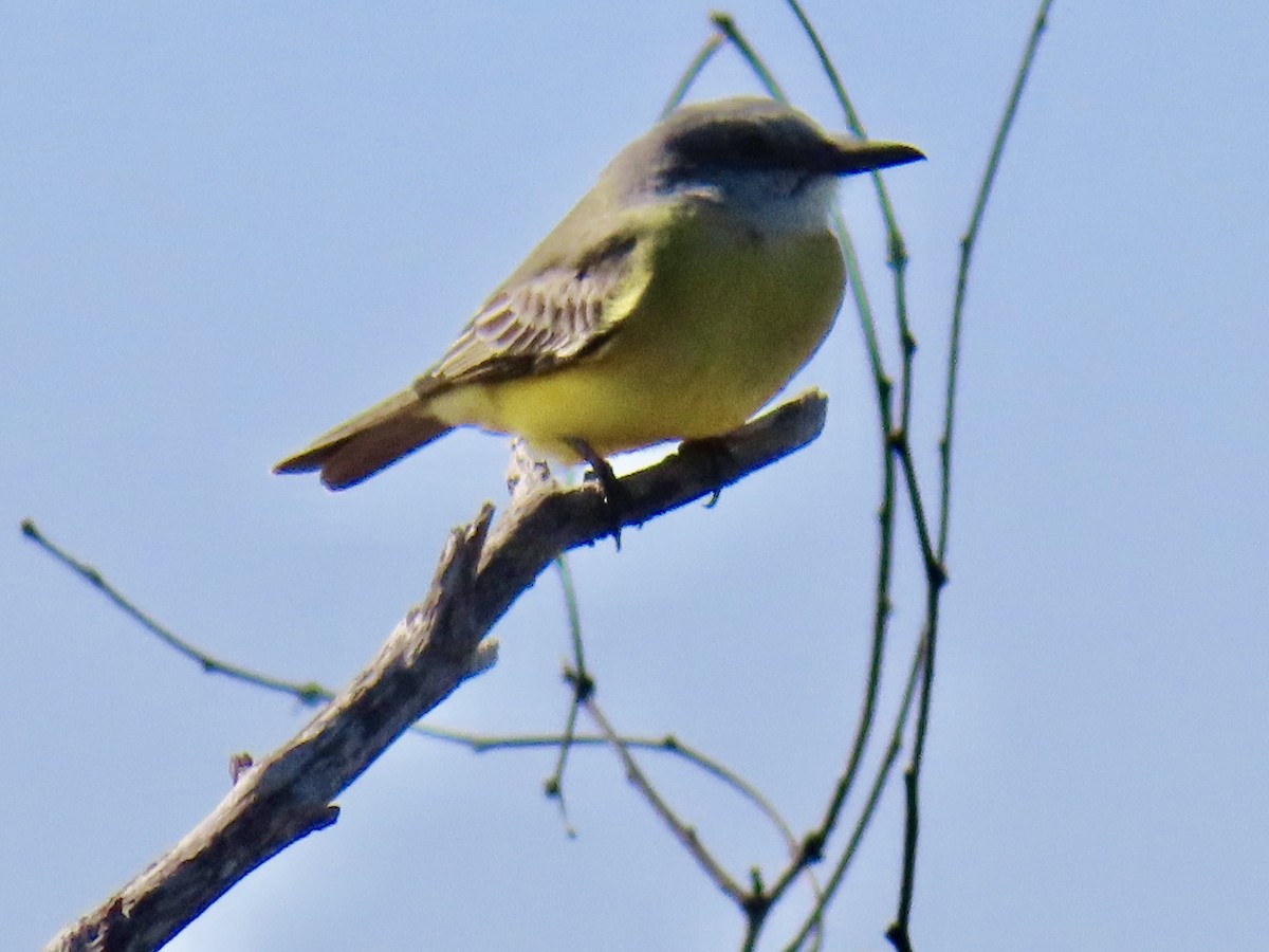 Couch's Kingbird - ML646664154