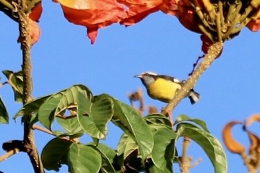 Zuckervogel [portoricensis-Gruppe] - ML646664155