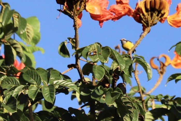 Zuckervogel [portoricensis-Gruppe] - ML646664156