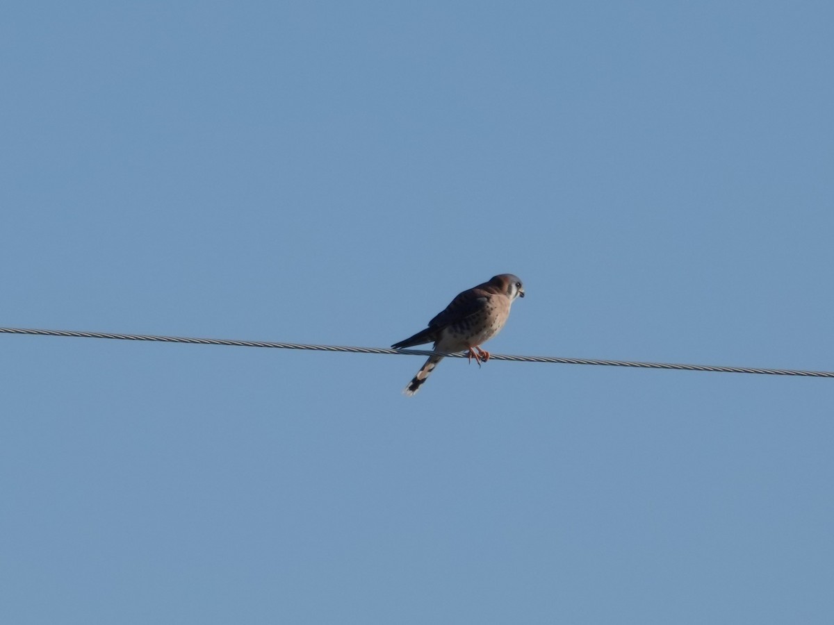 American Kestrel - ML646664157