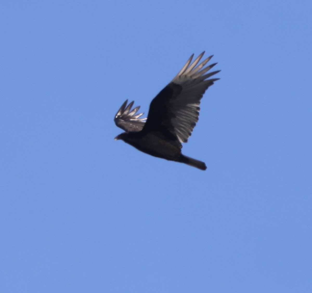 Turkey Vulture - ML646664161