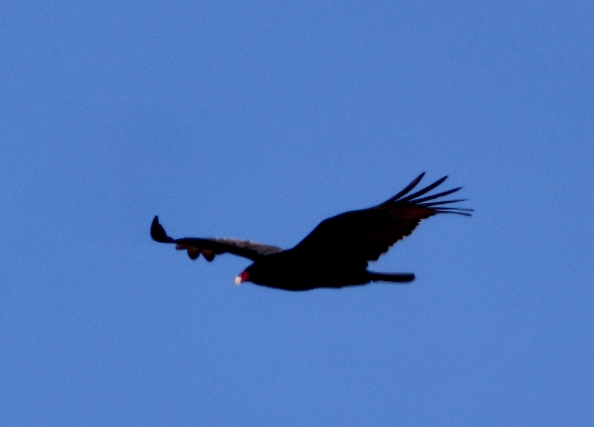 Turkey Vulture - ML646664162