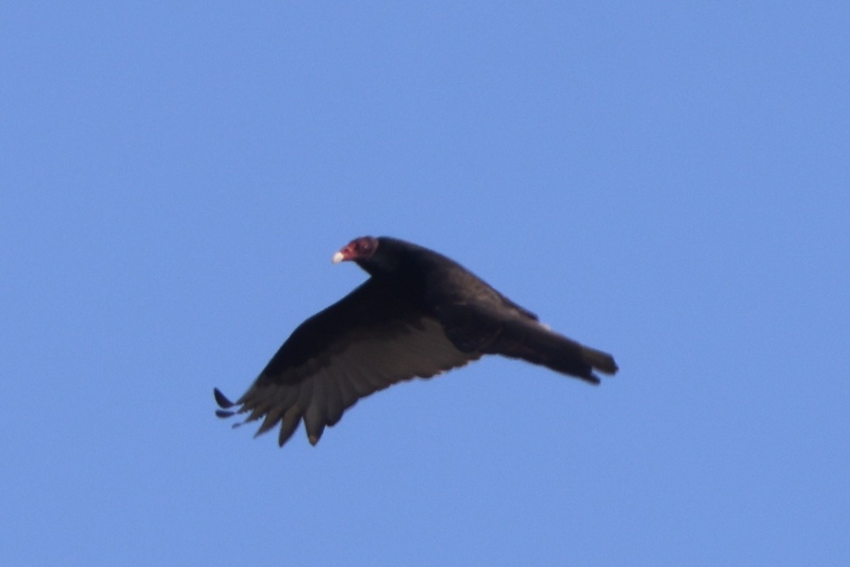 Turkey Vulture - ML646664163