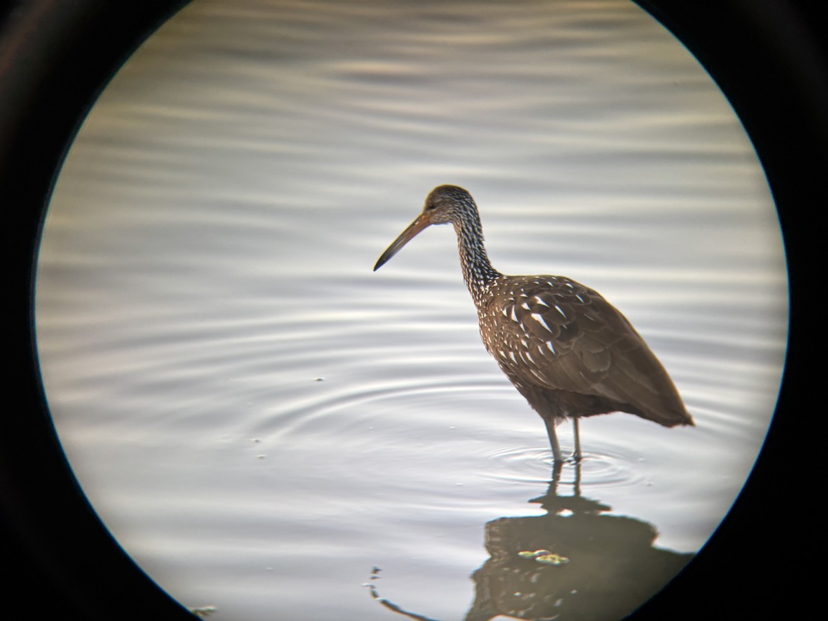 Limpkin - ML646664164