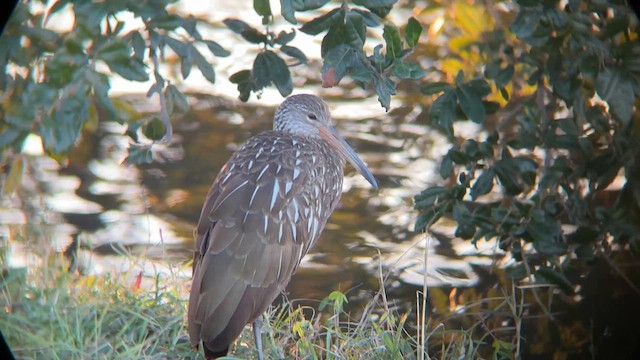 Carrao - ML646664165