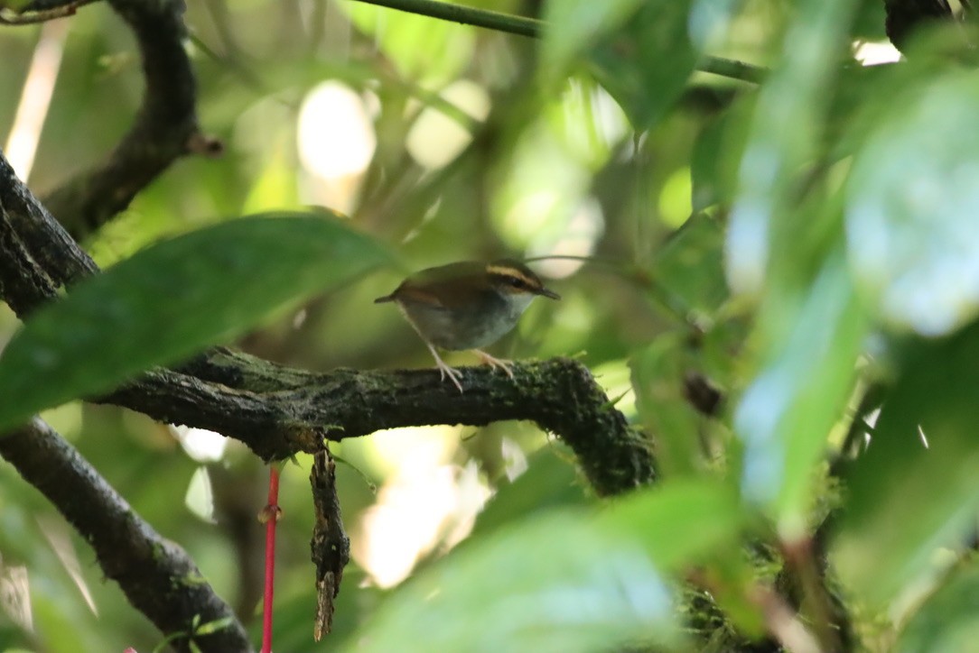 Bornean Shortwing - ML646664166