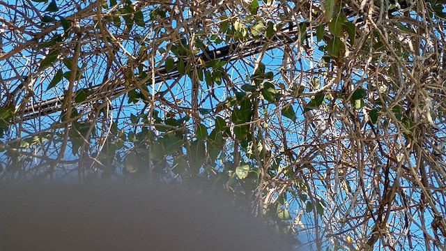 Reinita Coronada - ML646664167