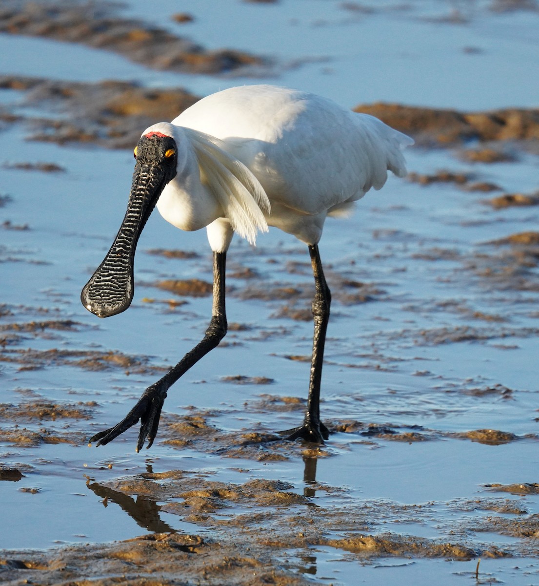 Royal Spoonbill - ML646664168