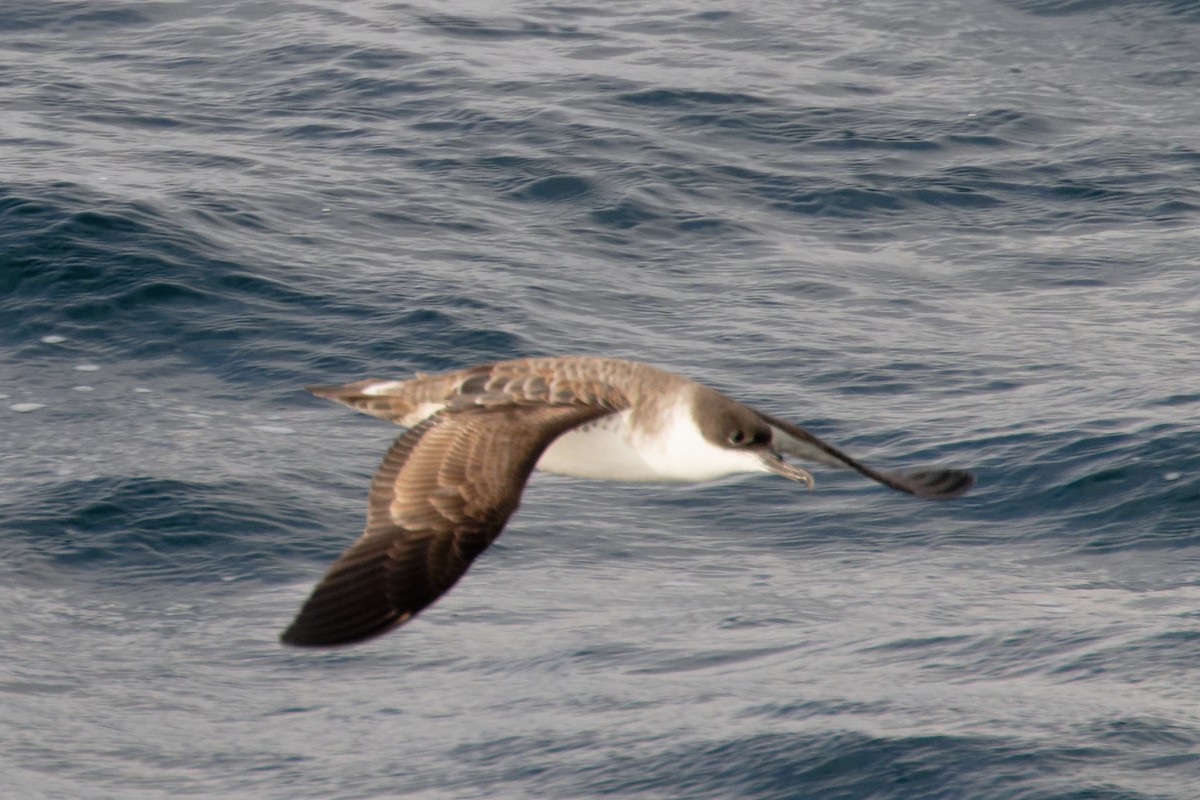 buřňák velký - ML646664173