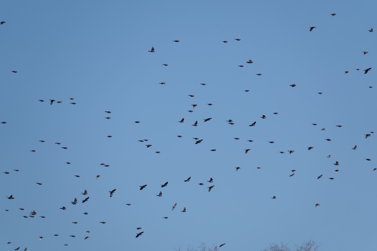 Common Grackle - ML646664174