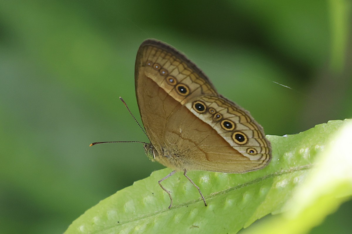 Orange Bushbrown - ML646664175
