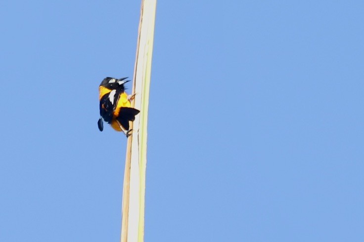 Venezuelan Troupial - ML646664176