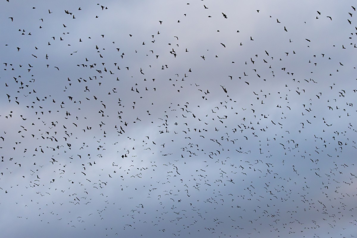 Шпак звичайний - ML646664189