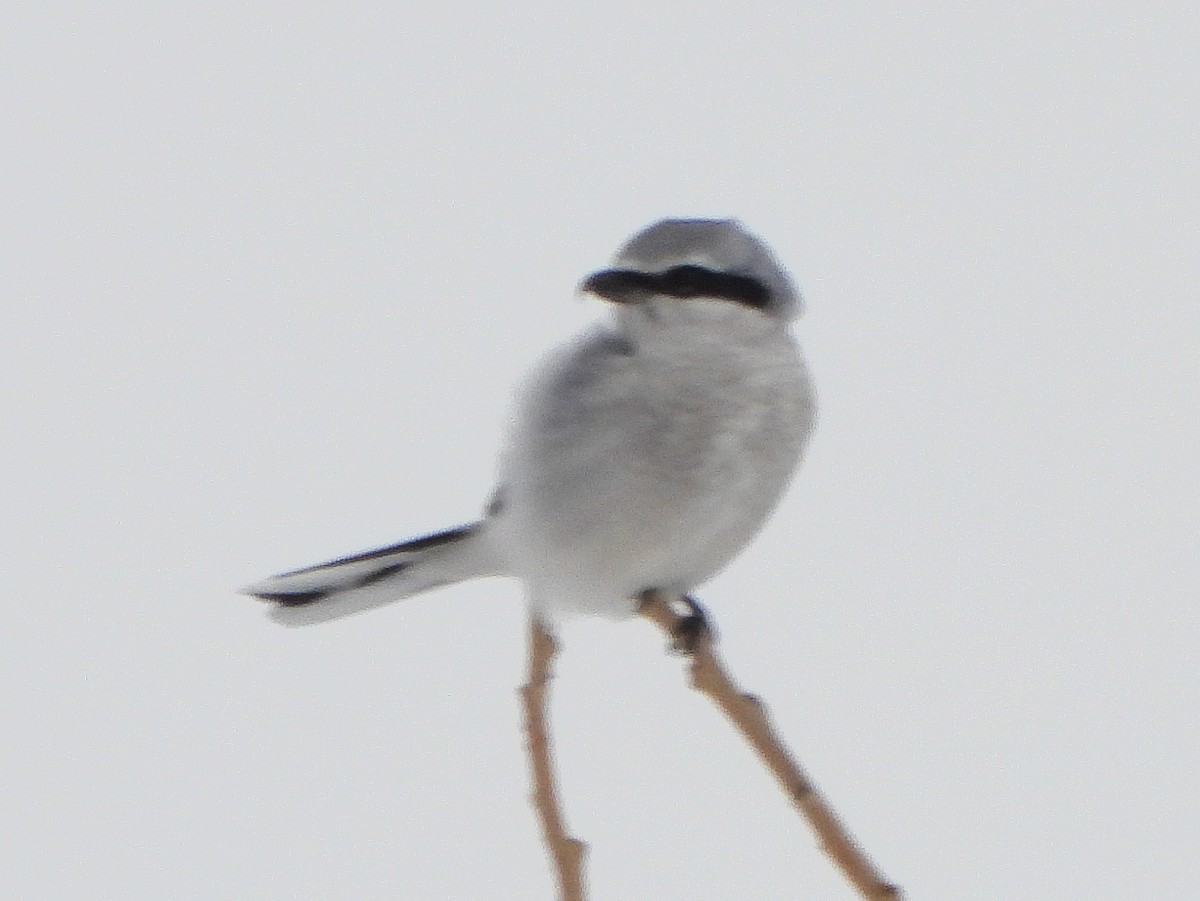 Alcaudón Boreal - ML646664193