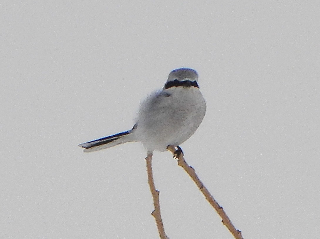 Alcaudón Boreal - ML646664194