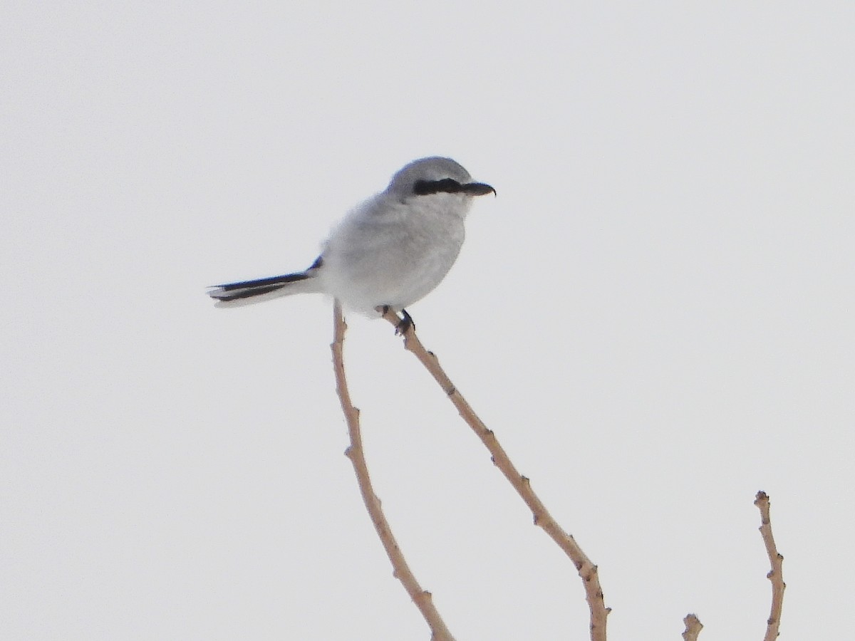 Alcaudón Boreal - ML646664195