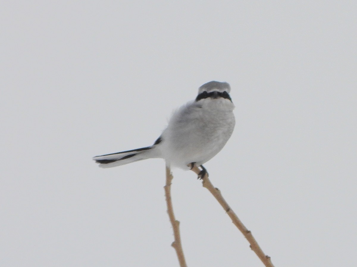 Alcaudón Boreal - ML646664197