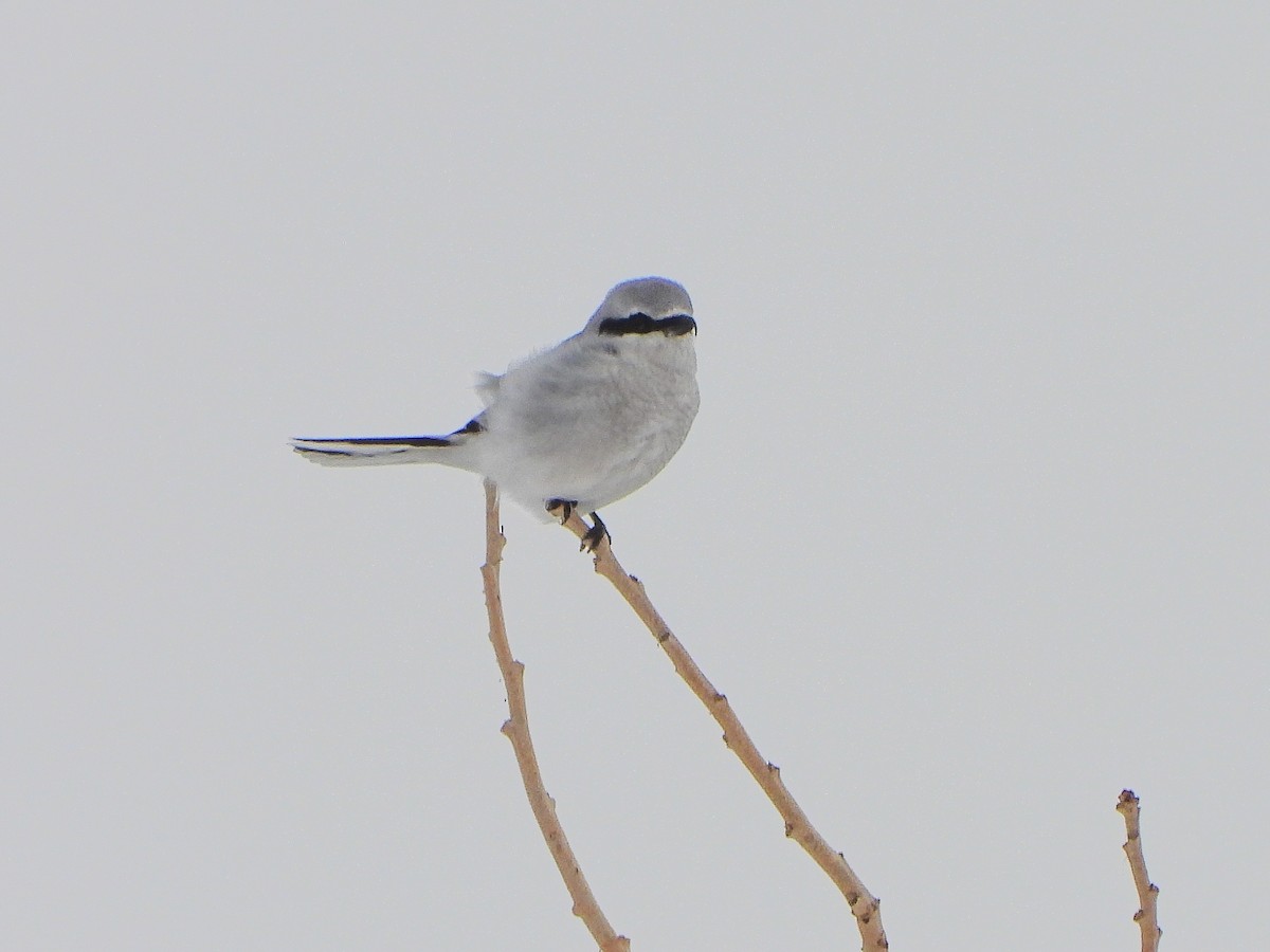 Alcaudón Boreal - ML646664198
