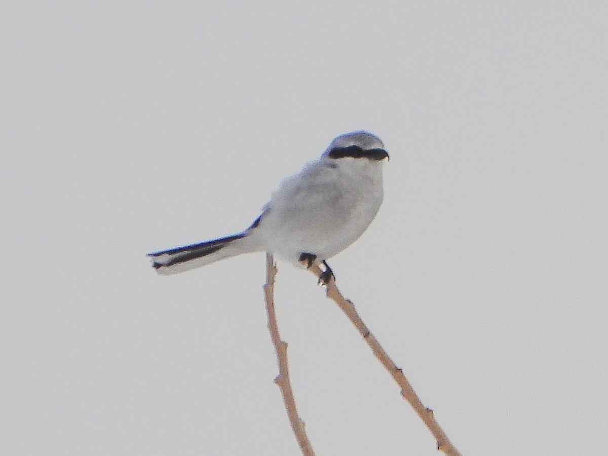 Alcaudón Boreal - ML646664199