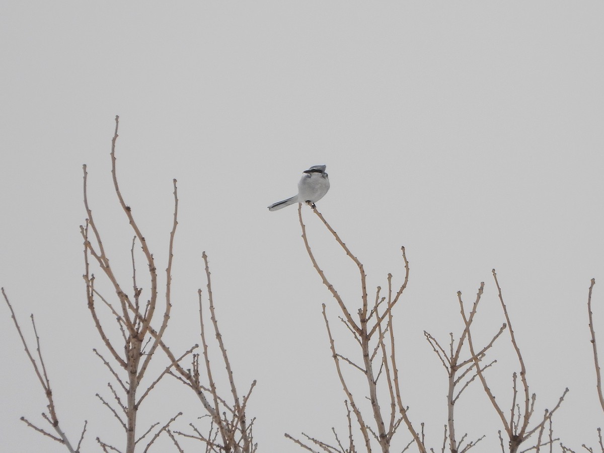 Alcaudón Boreal - ML646664200