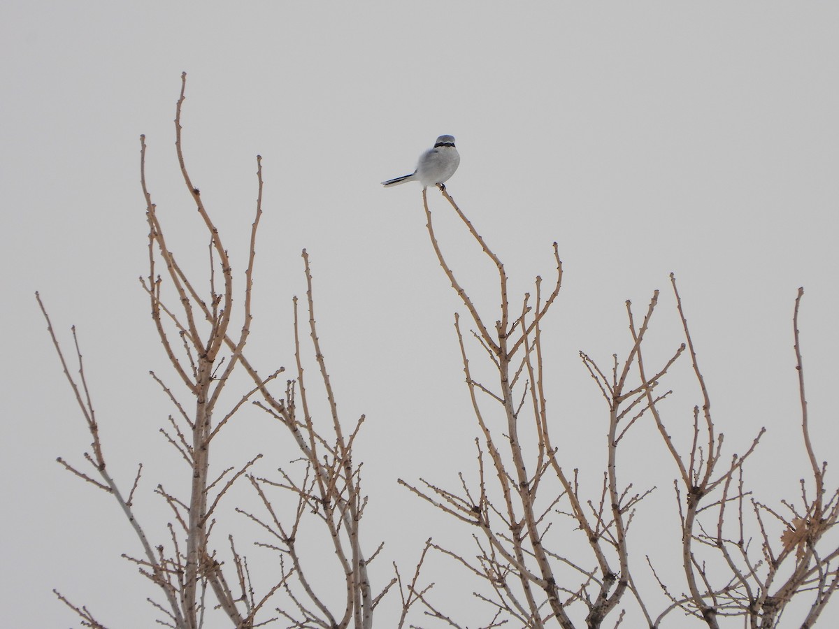 Alcaudón Boreal - ML646664201