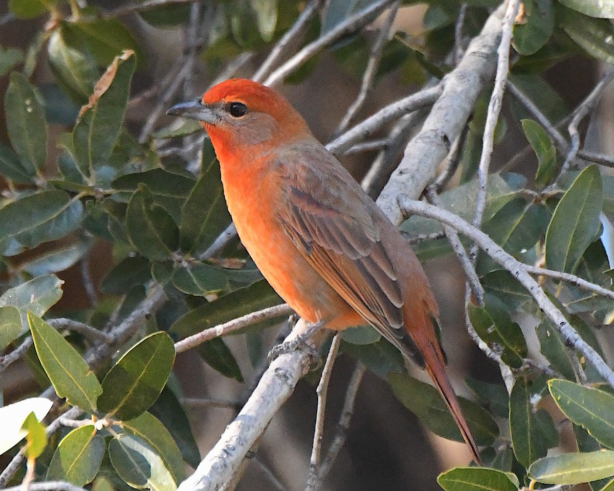 Hepatic Tanager - ML646664204