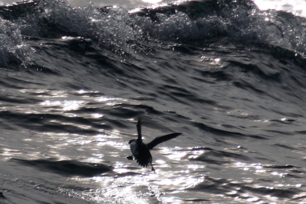 Dovekie - ML646664207