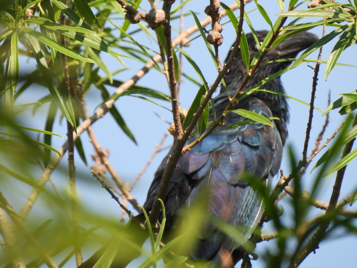 Riesenani - ML646664209