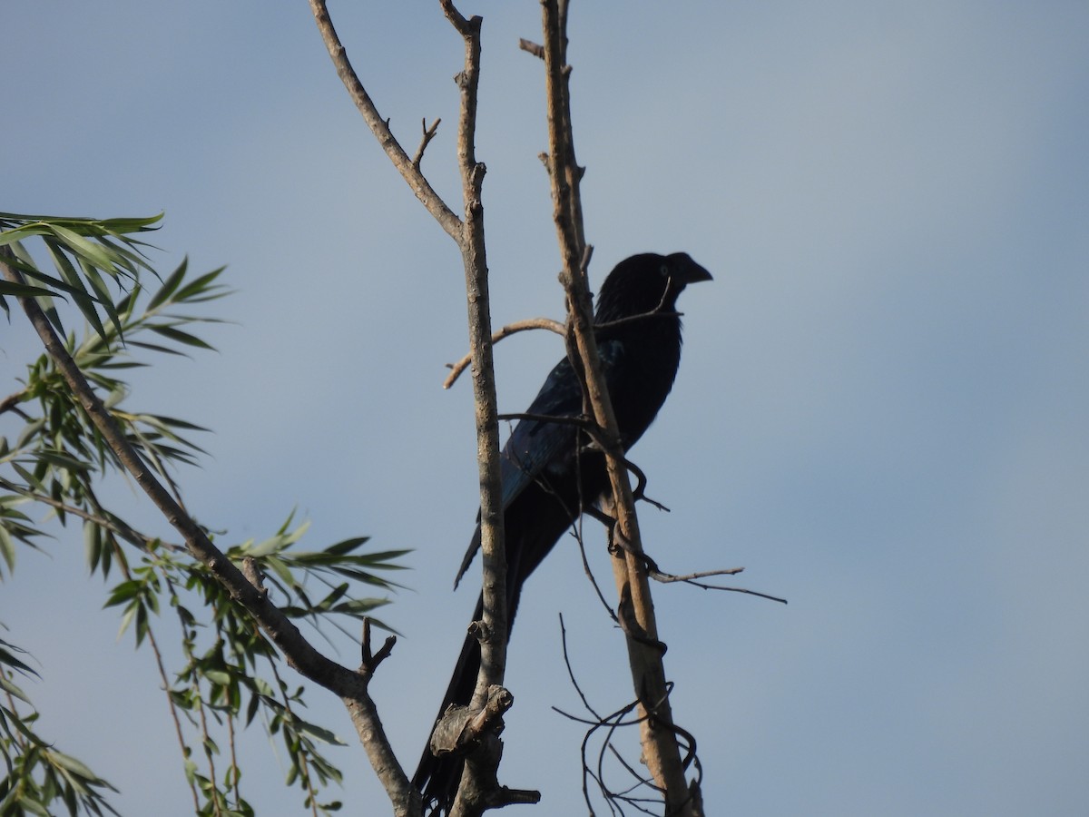 Riesenani - ML646664212