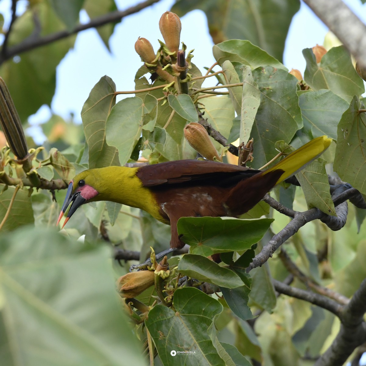 Olive Oropendola - ML646664215