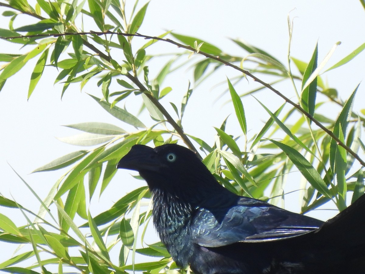 Riesenani - ML646664218