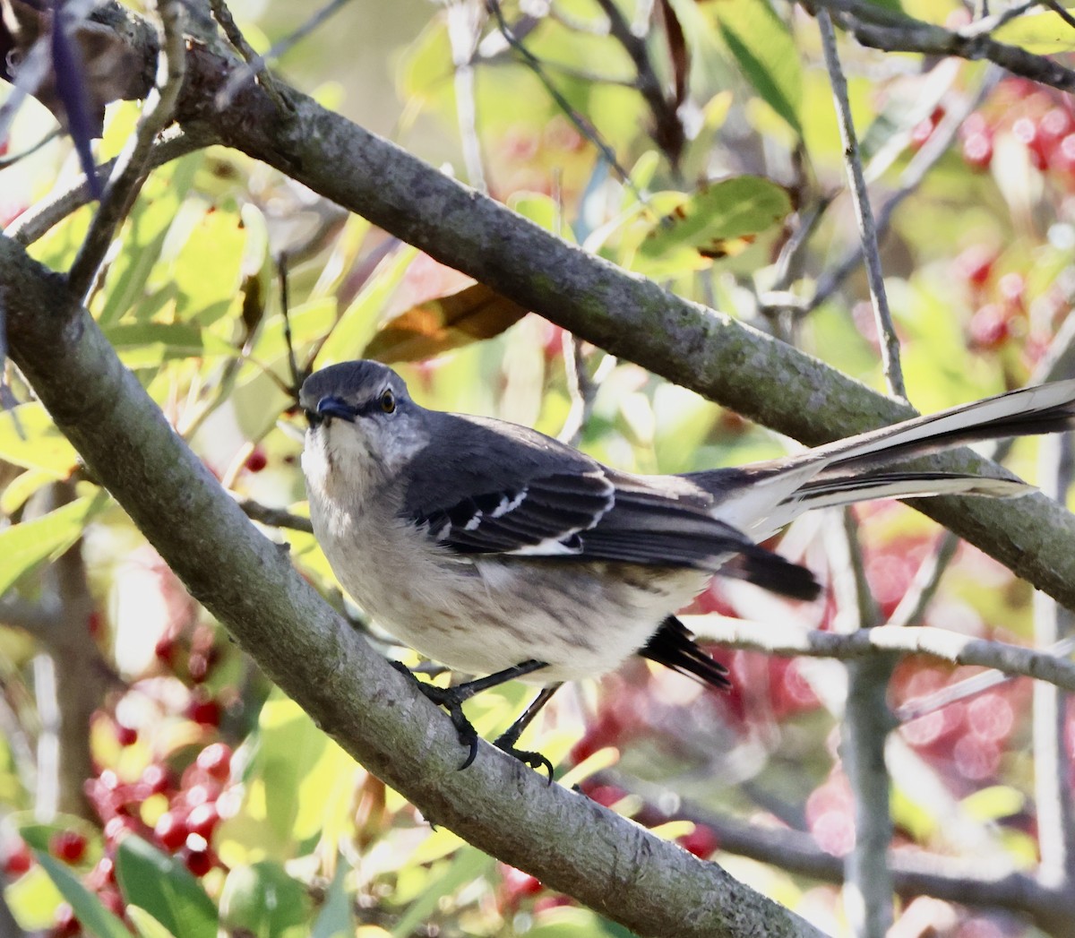 Northern Mockingbird - ML646664224