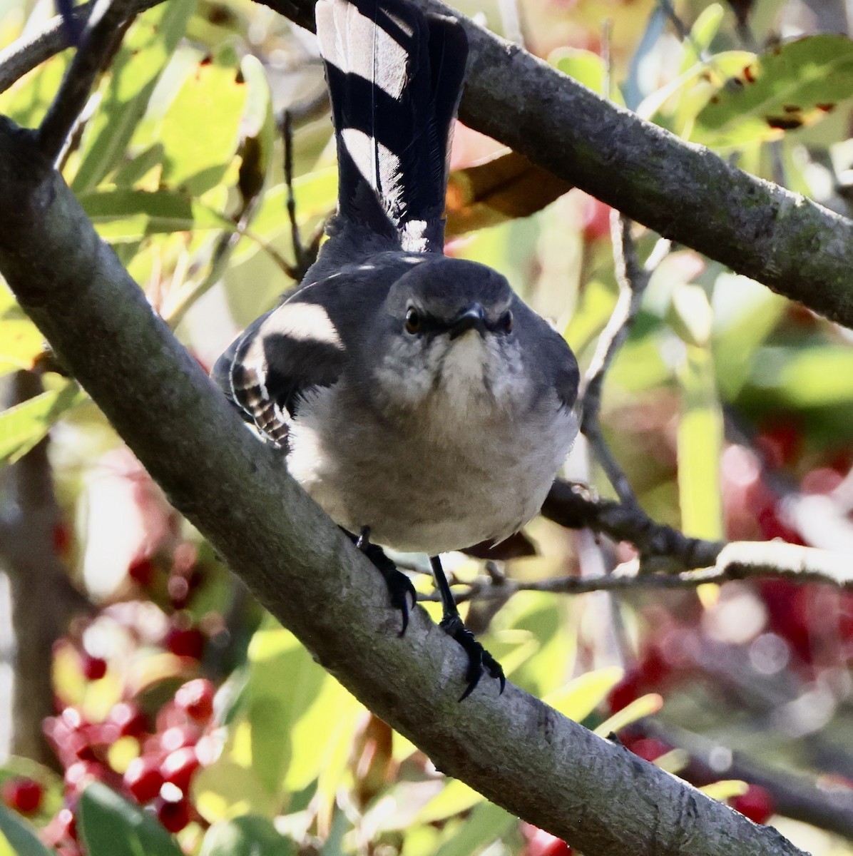 Northern Mockingbird - ML646664225