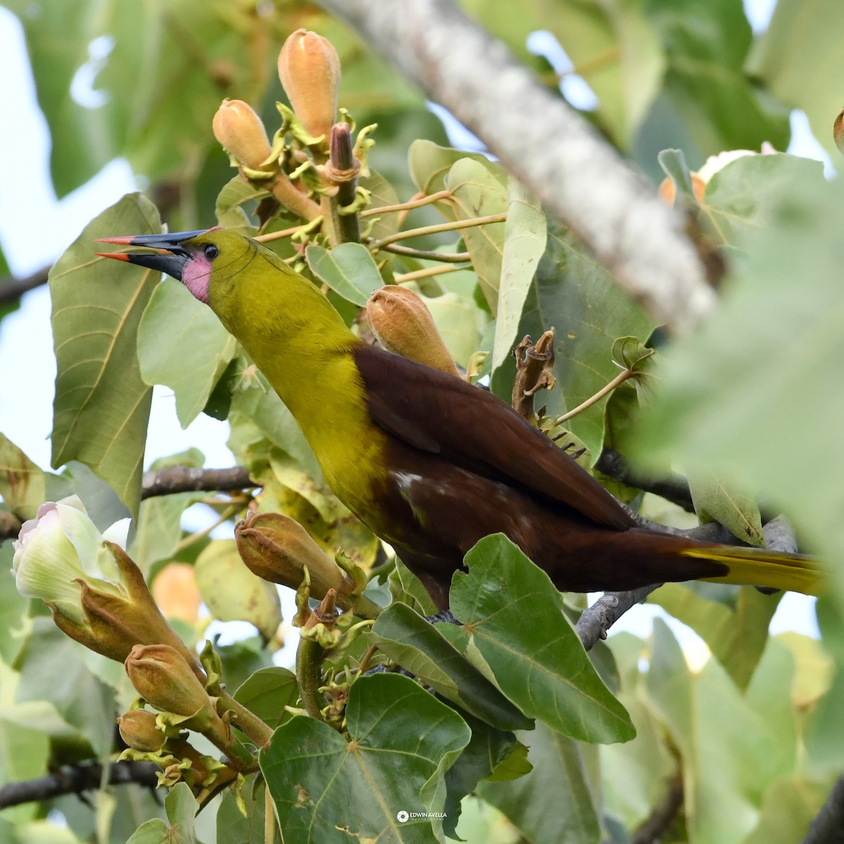 Olive Oropendola - ML646664232