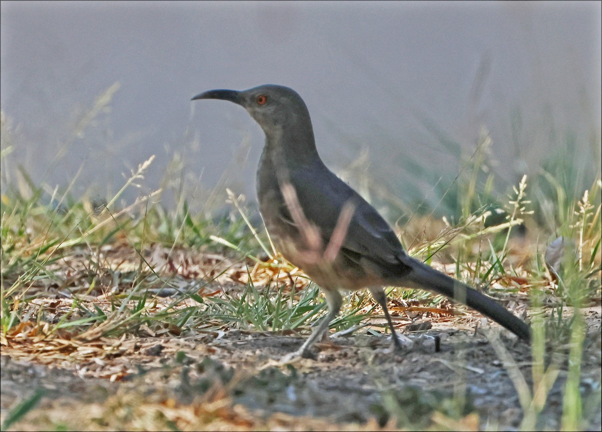 Curve-billed Thrasher - ML646664233