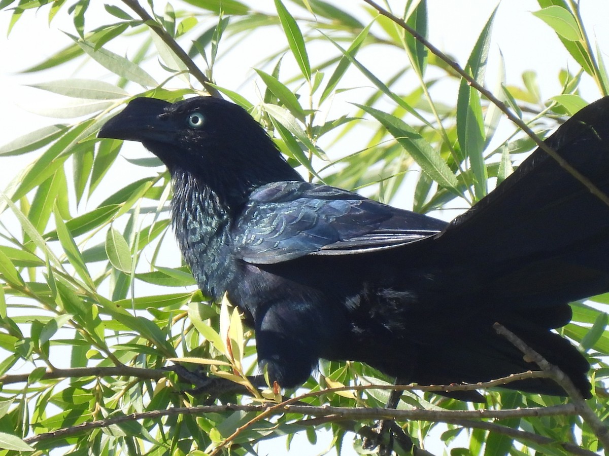 Riesenani - ML646664234