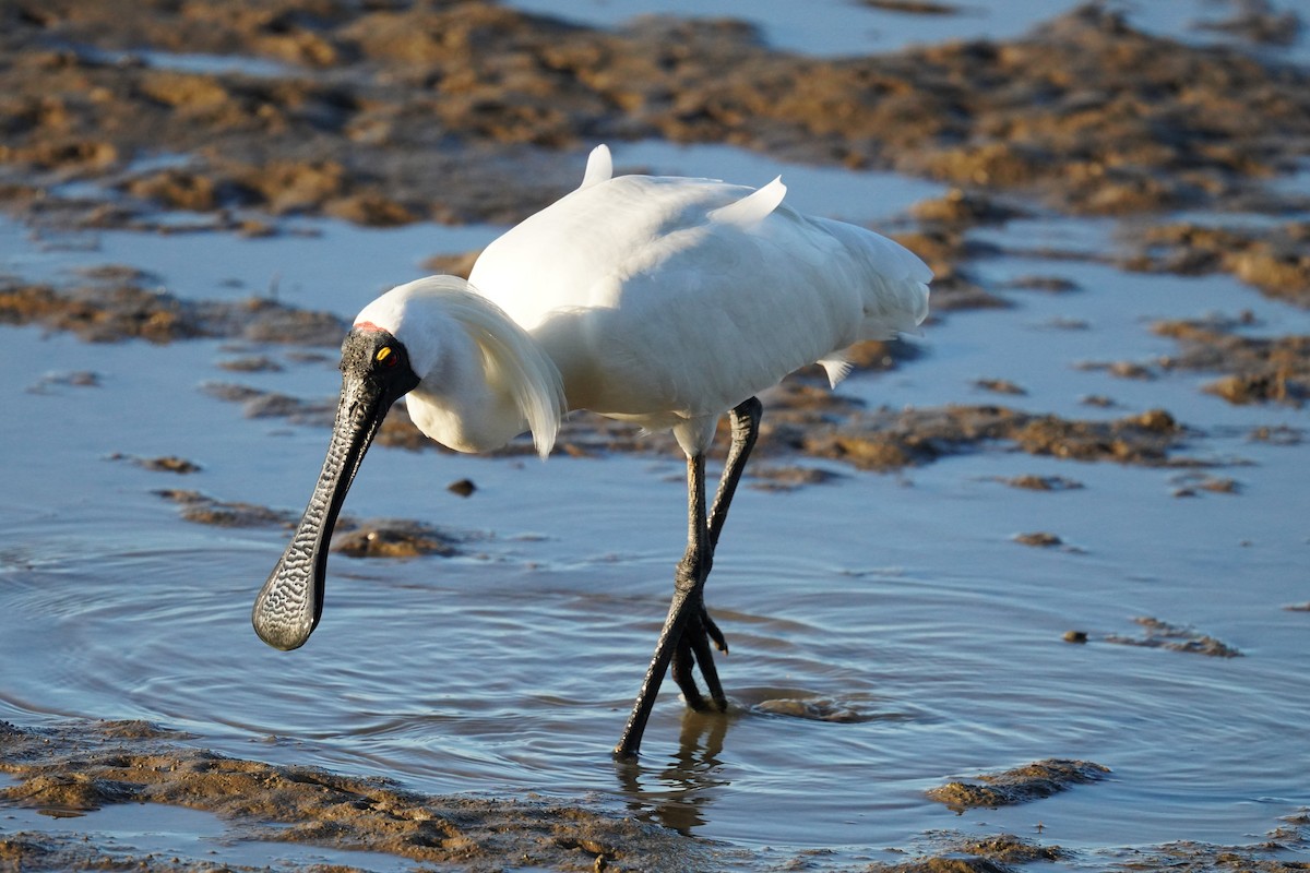 Royal Spoonbill - ML646664237