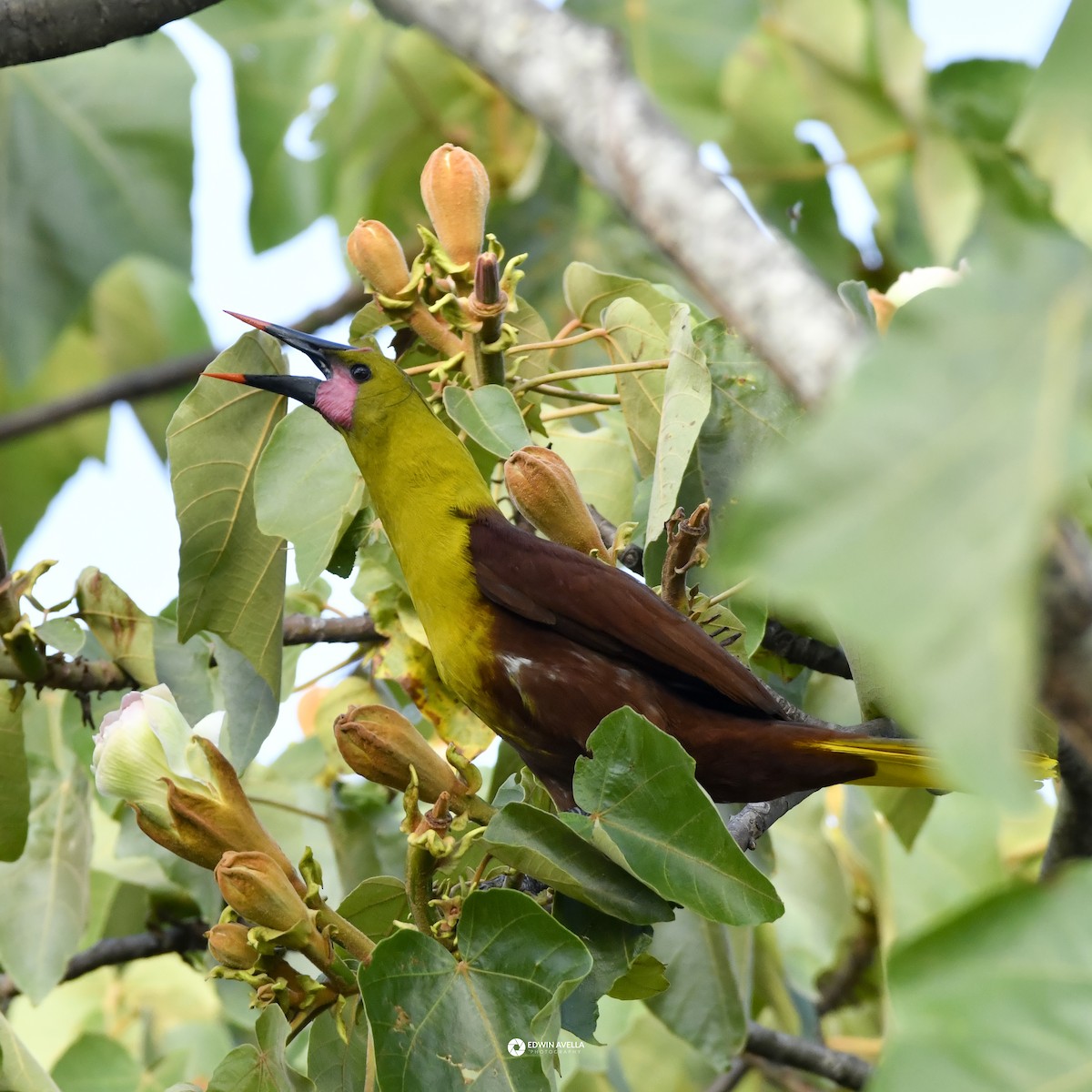 Olive Oropendola - ML646664243