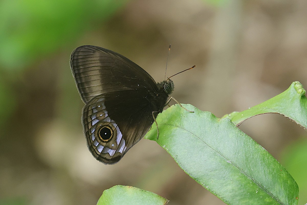 Brush-footed Butterflies - ML646664244